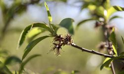 Zirai dondan etkilenen üreticilere 1,7 milyar lira yeni destek ödemesi