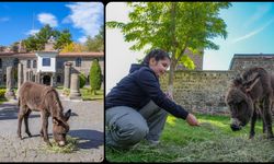 Müze bahçesinde koruma altına alınan sıpa "Midas" ziyaretçilerin sevgisini kazandı