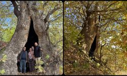Aydın'da mahalleliden dev çınar ağacı için tescil isteği