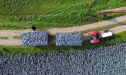 Bafra Ovası'nda kırmızı lahana hasadı başladı