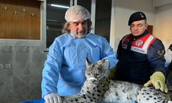 Van'da bulunan vaşak tedaviye alındı