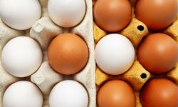 CHP’li Ün: Yumurta fiyatları üretimin düşmesinden dolayı artacak