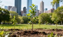 Türkiye’deki kentsel yeşil alan oranı yüzde 1’in altında