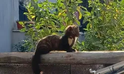 Osmaniye’de yerleşim yerinde sansar görüntülendi