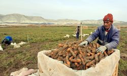 Ankara'nın Beypazarı ilçesinde havuç üretimi sürüyor.