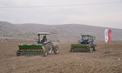 Çankırı'da çiftçiler 800 hektarda kuraklığa dayanıklı sertifikalı tohum deniyor