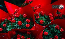 Yılbaşının Uğur Simgesi: Kokina