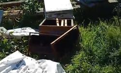 Ayı, arı kovanlarını parçaladı