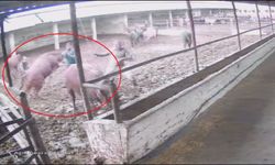 Besiciye boğa saldırdı; o anlar kamerada