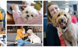 İş dünyasında büyük değişim: Ofis kapıları evcil hayvanlara açılıyor