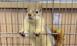 DKMP: İş yerinde tutulan sincaba el konuldu