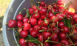Edirne’den Avrupa’ya ihraç edilen ‘Çeribaşı kirazı’ coğrafi işaret tescili aldı