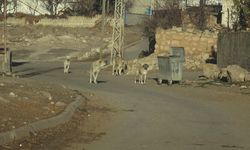 Esnaftan topladığı yiyeceklerle gönüllü olarak sokak hayvanlarını besliyor