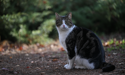 Kedilerin insanlarla iletişimi sahibinin cinsiyetine göre değişiklik gösterebiliyor