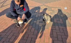 Anne kedi, çaya düşen yavrusunun kurtarılmasını bekledi