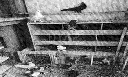 Güvercinlere haciz uygulandı: Ekonomik krizin çarpıcı tablosu