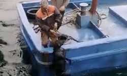 Çanakkale'de denize düşen köpek balıkçılar tarafından kurtarıldı