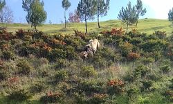 Kangal köpeği ile kurdun boğuştu anlar kamerada