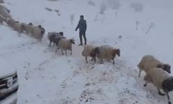 Karda mahsur kalan çoban ve 800 küçükbaş hayvan kurtarıldı