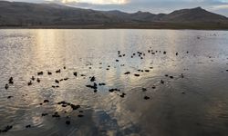 Kuruyunca kuşların da terk ettiği göl, yağışlarla yeniden 'hayat' buldu