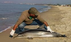 Kuşadası'nda sahile ölü yunus vurdu