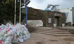 Keçiören Belediyesinin "Deniz Dünyası" tesisindeki 2 timsahın gut ve diğer hastalıklardan öldüğü belirlendi