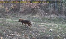 Ormanda dolaşan vaşak ile kurt fotokapana yansıdı