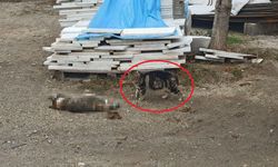 Otomobil kediye çarptı, bir başka kedi başında bekledi