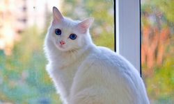 Ankara Kedisi: Türkiye’nin dünyaca ünlü doğal mirası