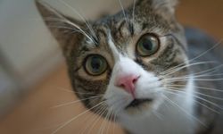 Rüyada kedi görmek ne anlama gelir?