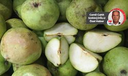 Şifa deposu Ankara armudu, Türkiye üretiminin yüzde 17’sini karşılıyor