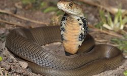 Rüyada yılan görmek ne anlama gelir?