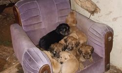 'Sahipsiz köpekler zehirlenerek öldürüldü' iddiası