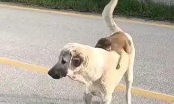 Sırtında maymun gezdiren köpek ilgi odağı oldu