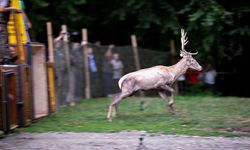 Nesli tehlike altındaki kızıl geyikler İstanbul'da koruma altında çoğaltılıyor