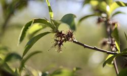 Üreticilere 221 milyon 150 bin lira zirai don desteği ödemesi bugün yapılacak