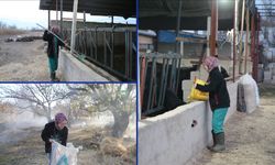 Genç kadın veteriner devlet desteğiyle hayvancılığa başladı