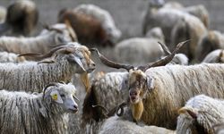 Tiftiğin ekonomiye kazandırılması için destek mekanizmaları geliştirilecek