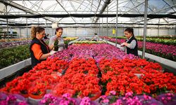 Yılbaşı öncesinde çiçekçilerde hareketlilik yaşanıyor