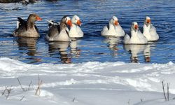 Kars'ta kazlar buz tutmayan derelerde yüzdü
