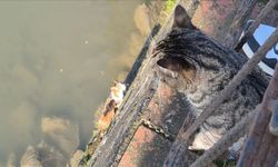 Anne kedi, çaya düşen yavrusunun kurtarılmasını bekledi