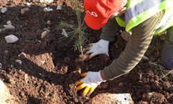 Enerji ve Tabii Kaynaklar Bakanlığı, Şırnak Gabar'da fidan dikim seferberliği başlattı