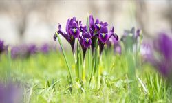 İhracatı yasak ve kotaya tabi doğal çiçek soğanları belirlendi