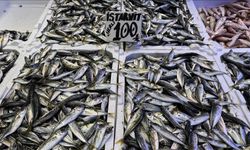 Trabzon'da hamsi ve istavrit 100 liradan satılıyor