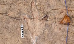 Bilim insanları, Bolivya'da dinozorlara ait 16 bin 600 ayak izi belgeledi
