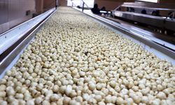 Trabzon'un 11 aylık fındık ihracatı 523 milyon doları aştı