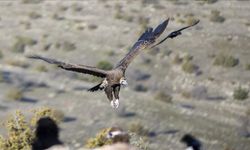 Akbabaların izi Bolu'daki istasyonda sürülüyor