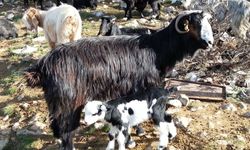 Keçiyi meraya, çobanı yaylaya döndürecek öneriler