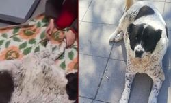 Dövülerek öldürülen Matmazel için soruşturma başlatıldı