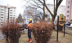 Çankaya’da budama çalışmaları bahar öncesi hız kazandı